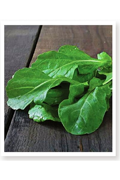 AGRODAL TARIM Ata Tohumu Yerli Yeşillik Doğal Roka Nuran 2000 Adet Sebze Tohumu