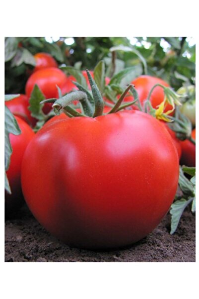 AGRODAL TARIM Ata Tohumu Yerli Doğal Oturak Sofralık Domates 100 Adet Tohum