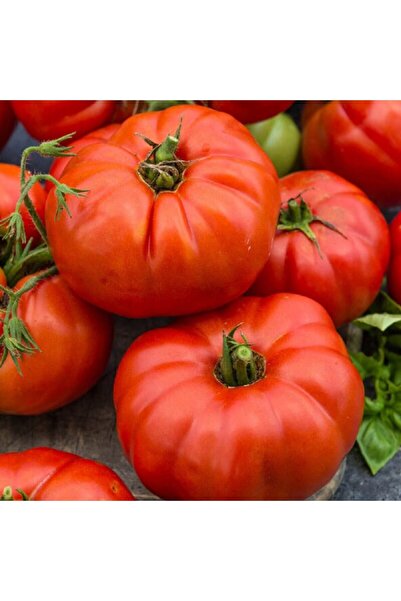 ALPAGRO MONDE Hobi Paket Meşhur Yöresel Doğal Oturak Ankara Ayaş Domatesi 16 ...