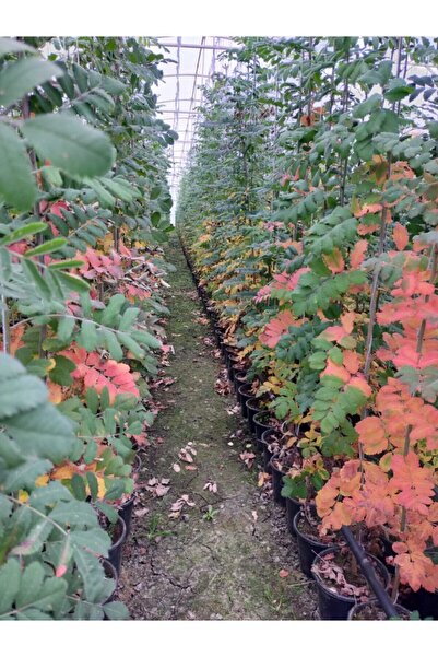 AnkaBahçe 2 Yaş Üvez Fidanı