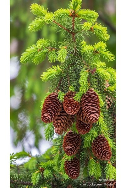 doğaşık 1 Adet Fıstık Çamı Fidanı tüplü - Bahçenize Doğal Şıklık Katın"