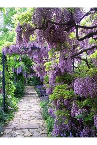 doğaşık 1 Adet Mor Salkım fidanı - Bahçeniz İçin Egzotik Güzellik  2 yaşında tüplü