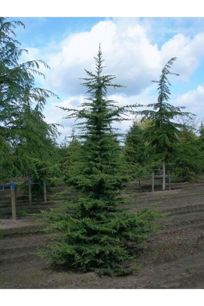 AnkaBahçe Sedir Selvi Fidanı ( Büyük Tüpte ) 90-110 Cm Toros Sediri