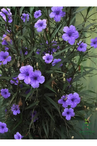 Gardenbox Meksika Petunyası-Ruelya Saksılı 1 ADET 30-50Cm Purple Ruellia Flower
