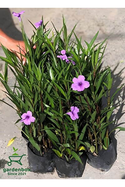 Mexican Petunia 4 Potted 30-50Cm Outdoor Garden Flowers