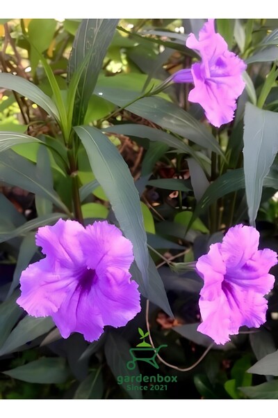 Gardenbox Mor Meksika Petunyası 1 ADET Saksılı 30-60Cm (Purple Ruelya)