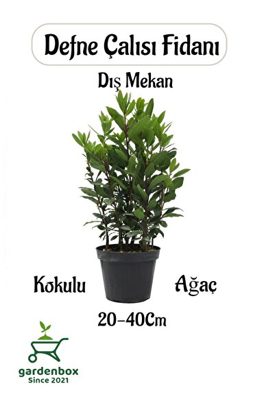 Laurel Bush Seedling Laurus nobilis 1 Potted Outdoor Plant