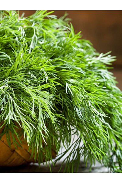 AGRODAL TARIM Ata Tohumu Yerli Mis Kokulu Dereotu Ferah 1000 Adet Doğal Tohum