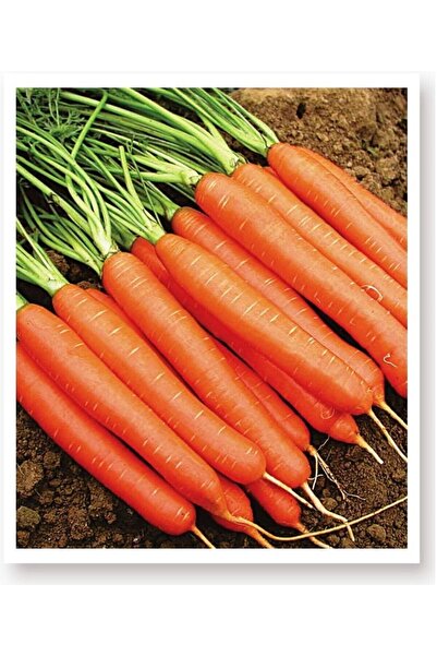 AGRODAL TARIM Ata Tohumu Yerli Havuç Tohumu 1000 Adet Doğal Tohum