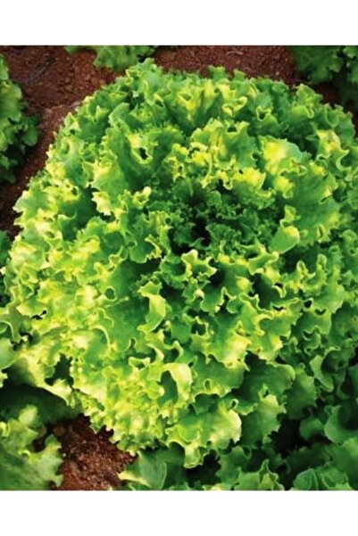 ALPAGRO MONDE Hobi Paket Yerli Doğal Kıvırcık Marul Füsun 165 Adet Tohum