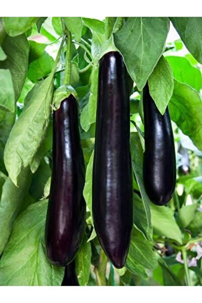 AGRODAL TARIM Ata Tohumu Yerli Doğal Patlıcan Meşhur Aydın Siyahı 100 Ad. Sebze Tohumu