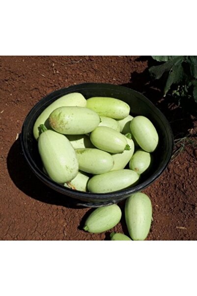 AGRODAL TARIM Ata Tohumu Yerli Doğal Urfa Dolmalık Aşlık Kabak Tohumu 20 Adet Tohum