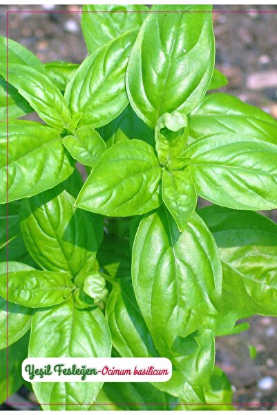 AGRODAL TARIM Yeşil Fesleğen (Geniş Yaprak) Çiçeği Tohumu