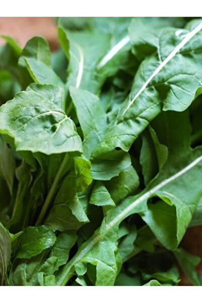 AGRODAL TARIM Ata Tohumu Yerli Doğal Yeşil Roka Tohumu 1000 Ad. Sebze Tohumu