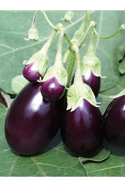 AGRODAL TARIM Ata Tohumu Yerli Doğal Patlıcan Adana Dolma 100 Ad. Sebze Tohumu