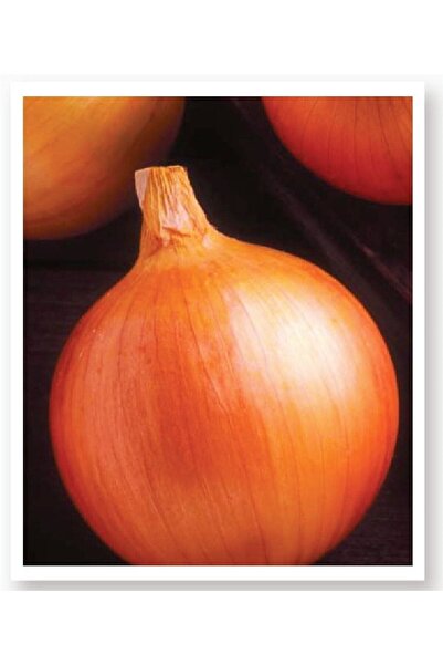 AGRODAL TARIM Ata Tohumu Yerli Doğal Sarı Baş Soğan Akyol 1000 Adet Tohum