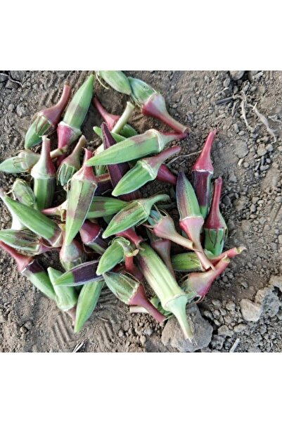 ALPAGRO MONDE Hobi Paket Yerli Doğal Kınalı Bamya 23 Adet Tohum