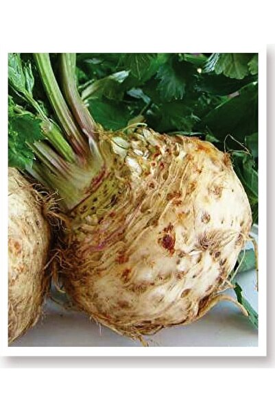 ALPAGRO MONDE Hobi Paket Yerli Doğal Kök Kereviz Tohumu 165 Adet Tohum