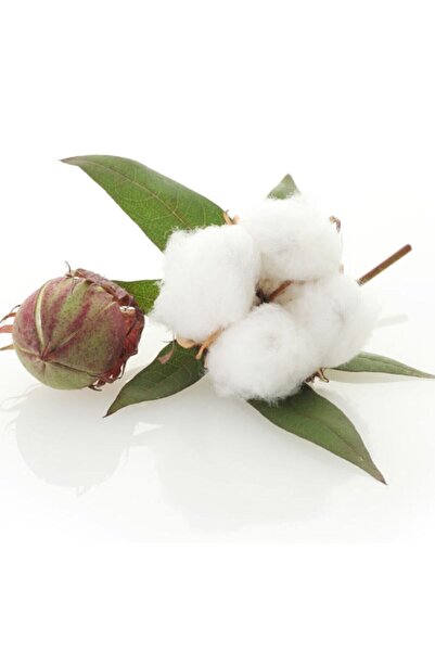 ALPAGRO MONDE Hobi Paket Havlı (TÜYLÜ) Pamuk Tohumu Süs Pamuğu 16 Adet