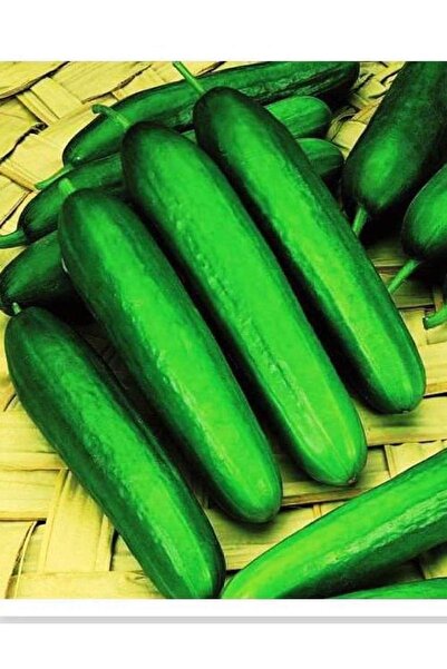 AGRODAL TARIM Yüksek Verimli Hibrit Hıyar Oturak Salatalık Tohumu Erva-f1 30 ...