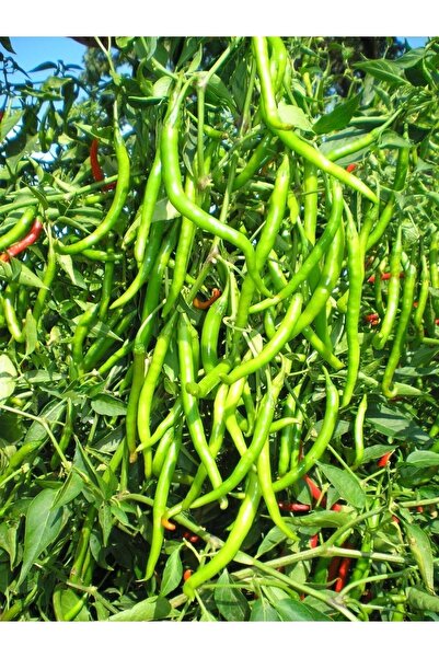 AGRODAL TARIM Ata Tohumu Yerli Doğal Sivri Biber Tohumu Tatlı Kıl 100 Ad. Sebze Tohumu