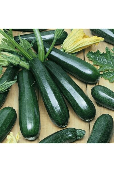 AGRODAL TARIM Ata Tohumu Yerli Doğal Dolmalık Esmer Siyah Kabak Tohumu 20 Ade...