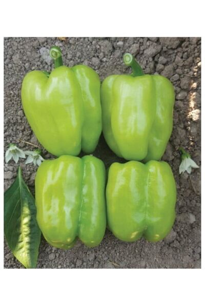 AGRODAL TARIM Ata Tohumu Yerli Tatlı Kandil Dolma Biberi 100 Adet Doğal Tohum