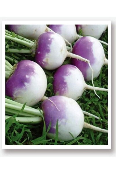 AGRODAL TARIM Ata Tohumu Yerli Beyaz Şalgam Turp 500 Adet Doğal Tohum