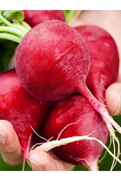 AGRODAL TARIM Ata Tohumu Yerli Doğal Kırmızı Iri Turp 100 Ad. Sebze Tohumu