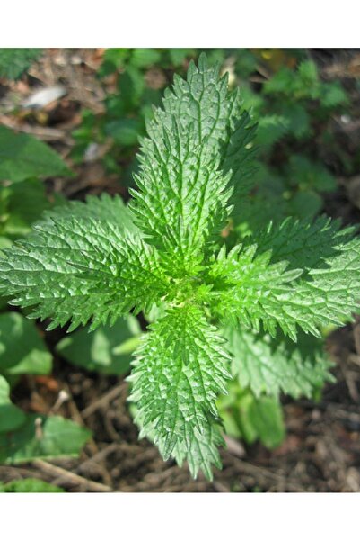AGRODAL TARIM Isırgan Otu Tohumu Yerli Doğal ilaçsız 10 Gram