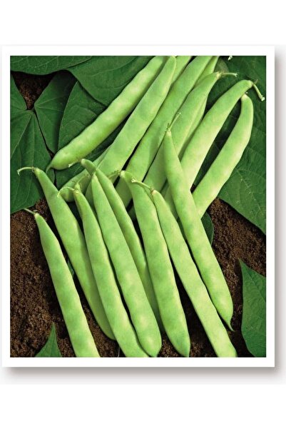 AGRODAL TARIM Ata Tohumu Yerli Doğal Oturak Taze Yeşil Fasulye Sultan 50 Adet...
