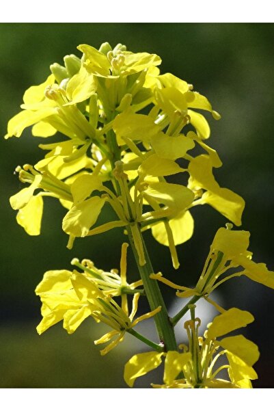AGRODAL TARIM Mikro Filiz Yeşilliğe Uygun Doğal Sarı Hardal Tohumu 1000 Adet Tohum