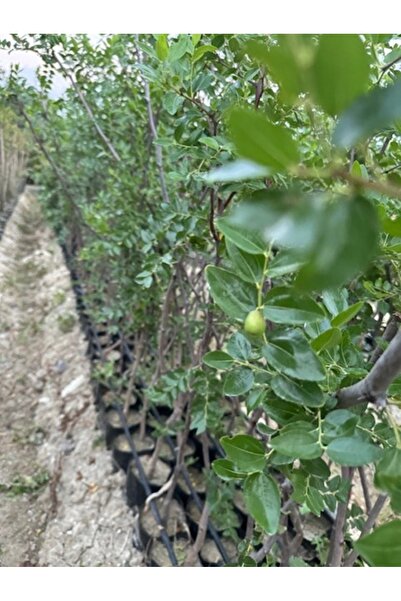 ASES TÜPLÜ 5 YAŞ İRİ MEYVELİ HÜNNAP BOY 180-200 CM