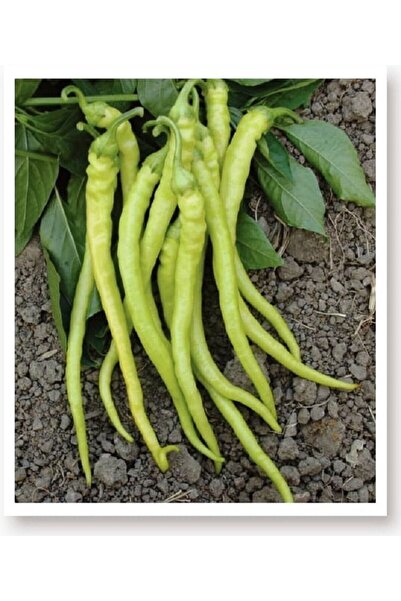 AGRODAL TARIM Ata Tohumu Doğal Tatlı Sivri Biber Yalova Çorbacı 1000 Adet Yer...