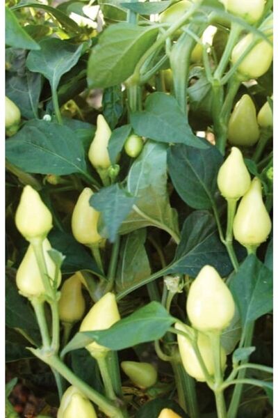 AGRODAL TARIM Ata Tohumu Yerli Acı Turşuluk Badem Biberi 1000 Adet Doğal Tohum