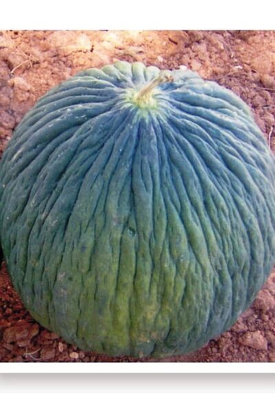 AGRODAL TARIM Ata Tohumu Yerli Ankara Kavunu Hasanbey Kışlık Kavun Tohumu 100...