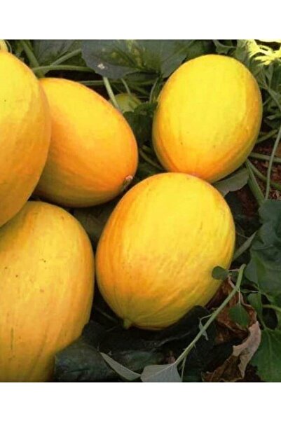 AGRODAL TARIM Ata Tohumu Yerli Doğal Kışlık Tatlı Kavun Sarıkaya 100 Adet Tohum