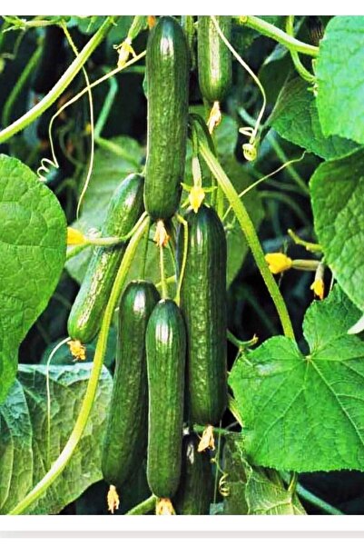 ALPAGRO MONDE Hobi Paket Hibrit Asma Taze Hıyar Salatalık Pugar-f1 3 Adet Tohum