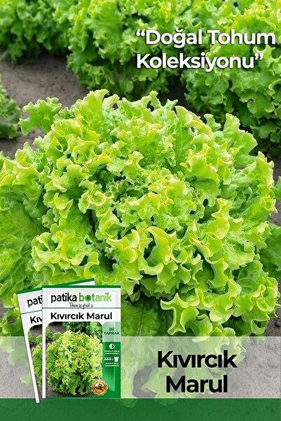 Patika Botanik 2000 Adet Kıvırcık Marul Tohumu