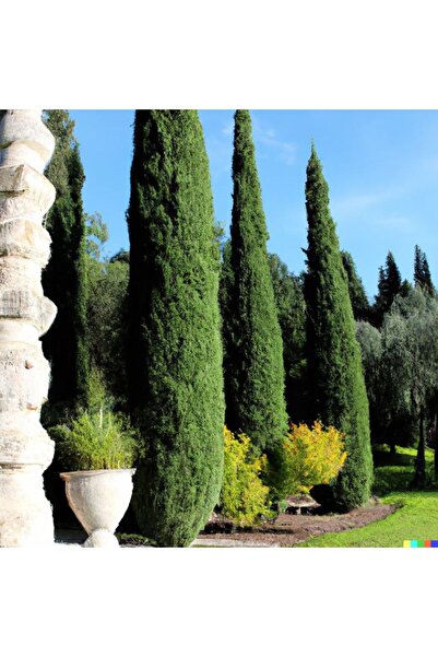 doğaşık Bahçeniz İçin 2 Adet 80-110 cm Kara Servi Fidanı Tüplü 1 2 yaşında