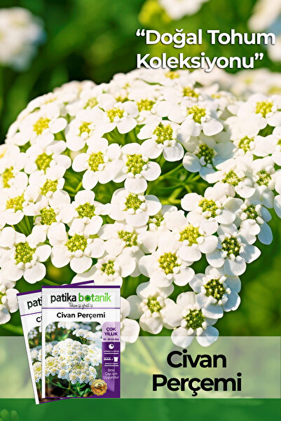 Patika Botanik 100 Adet Civanperçemi Çiçek Tohumu (Achillie Millefolium L.)
