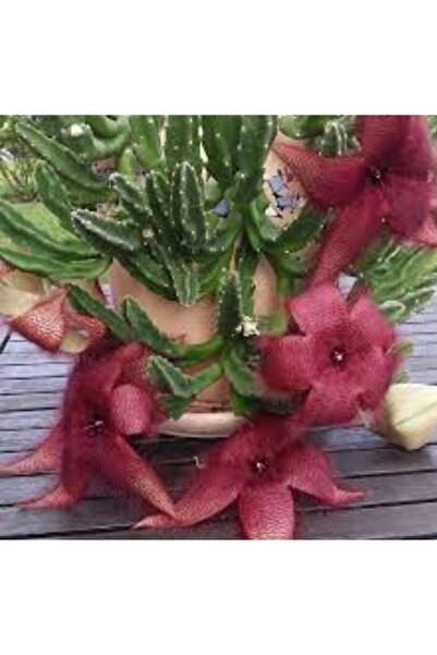 ATABEY ÇİÇEK Bordo Açan Kaktüs Çiçeği Stapelia Grandiflora Cactus