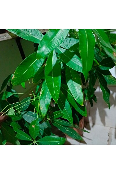 AYDOĞDU Para agacı fidanı 100/150 cm (şans agacı)