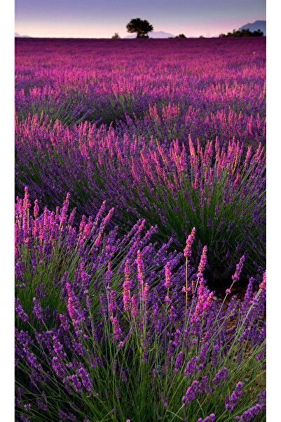 doğaşık 100 Adet Organik Lavanta Tohumu - Bahçenize Renk Katın