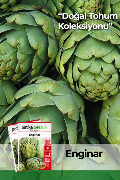 Patika Botanik 20 Adet Enginar Tohumu