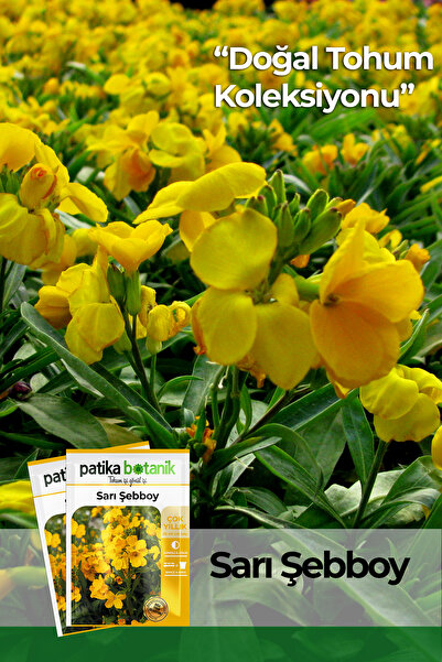 Patika Botanik 100 Adet Sarı Şebboy (CHEİRANTHUS CHEİRİ) Çiçek Tohumu
