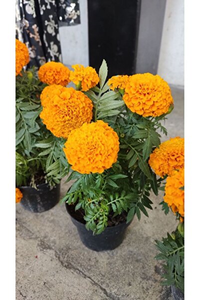 doğaşık 100 Adet Top Kadife Çiçeği Tohumu - Bahçe ve Saksı İçin Renkli ve Day...