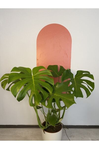 Tokay Süs Bitkileri Deve Tabanı (monstera) 80-100 Cm