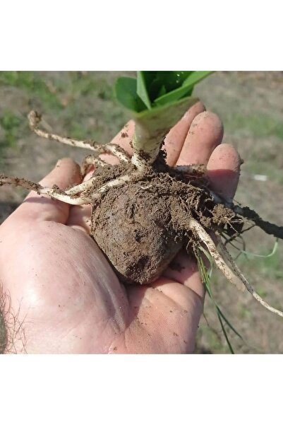 Lider Salep Doğal Salep Fidesi (200 Adet)