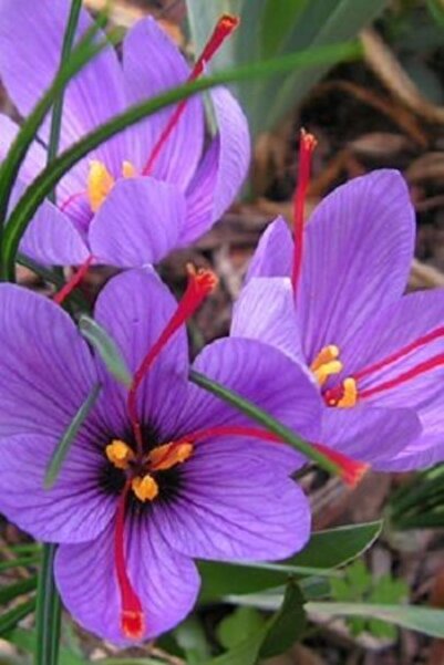 Alanyatropikal Safran Soğanı